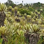 Der kolumbianische Páramo ist eine nebelverhangene Hochlandlandschaft mit Mooren, Frailejón-Pflanzen und Lagunen, die eine Schlüsselrolle im Wasserkreislauf spielen. 